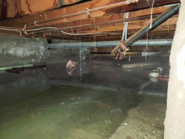  Loretto, TN Water damage restoration Pros