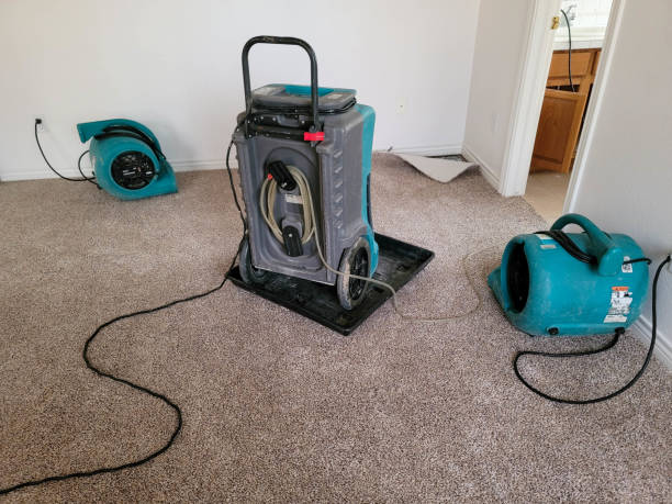 Best Carpet water damage restoration  in Loretto, TN