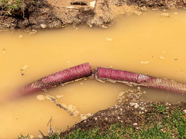 Best Water damage cleanup near me  in Loretto, TN